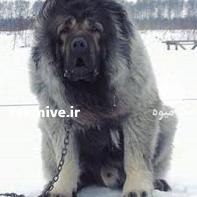 خرید و فروش سگ قفقازی در کوهسار در گروه سگ و گربه در یکمیوه -عکس1