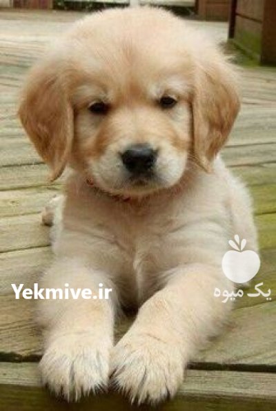 خرید و فروش سگ گلدن روتریور در گرمدره در گروه سگ و گربه در یکمیوه -عکس1