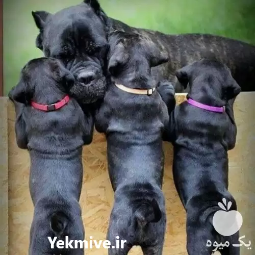 توله سگ کنکورسو فروش سگهای بادیگارد در تهران در گروه سگ و گربه در یکمیوه -عکس1