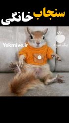 سنجاب خانگی در تهران در گروه حیوانات خانگی در یکمیوه