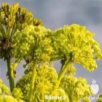 قیمت خرید تولید آنغوزه درجه یک در تهران در گروه خرید و فروش نشا در یکمیوه