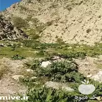 قیمت خرید آنغوزه با بهترین کیفیت در تهران در گروه عسل شیره و فرآورده ی مربا در یکمیوه