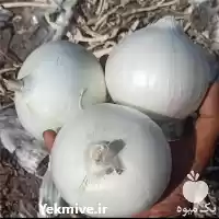 پیاز مشتقات صیفی جات میوه تره در گروه خرید و فروش پیاز در یکمیوه