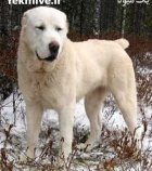خرید و فروش سگ الابای روسی در کرج در گروه سگ و گربه در یکمیوه