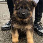 خرید و فروش سگ ژرمن شپرد در محمدشهر در گروه سگ و گربه در یکمیوه