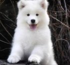 خرید و فروش سگ سامویید در گرمدره در گروه سگ و گربه در یکمیوه