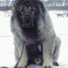 خرید و فروش سگ قفقازی در کوهسار در گروه سگ و گربه در یکمیوه