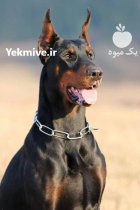 خرید و فروش سگ دوبرمن در کوهسار در گروه سگ و گربه در یکمیوه