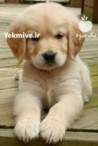 خرید و فروش سگ گلدن روتریور در گرمدره در گروه سگ و گربه در یکمیوه