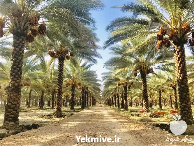 قیمت خرید خرما زاهدی با بهترین در گروه خرید و فروش خرما در یکمیوه -عکس1