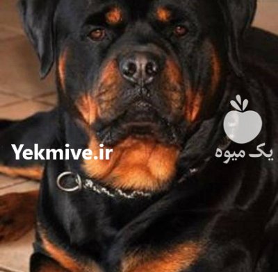 خرید و فروش سگ روتوایلر در گروه سگ و گربه در یکمیوه -عکس1