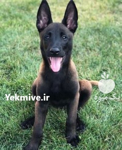 خرید و فروش سگ الابای روسی در کرج در گروه سگ و گربه در یکمیوه -عکس1