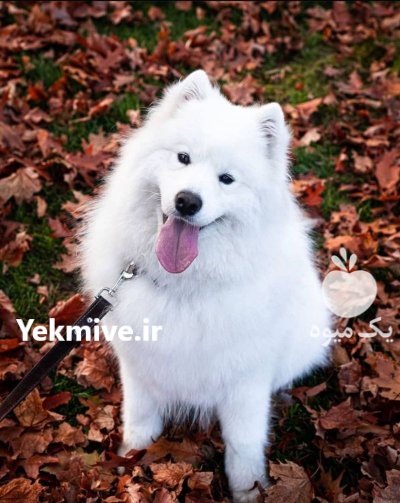 خرید و فروش سگ سامویید در کمال شهر در گروه سگ و گربه در یکمیوه -عکس1