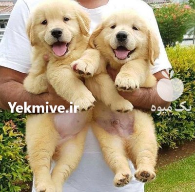 خرید و فروش سگ گلدن روتریور در پاکدشت در گروه سگ و گربه در یکمیوه -عکس1