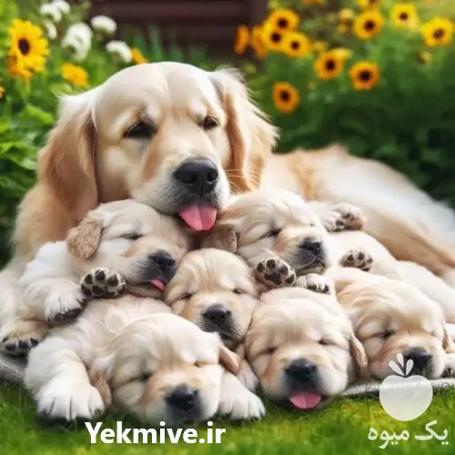 سگ گلدن رتریور مرکز فروش سگ در تهران در گروه سگ و گربه در یکمیوه -عکس1