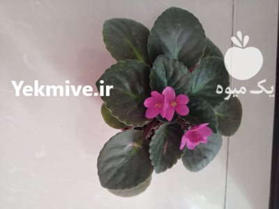 گل بابا آدم و گل بنفشه آفریقایی در ساری در گروه خرید و فروش انواع گل در یکمیوه -عکس1