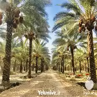 قیمت خرید خرما زاهدی با بهترین در گروه خرید و فروش خرما در یکمیوه