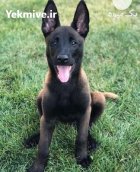 خرید و فروش سگ الابای روسی در کرج در گروه سگ و گربه در یکمیوه
