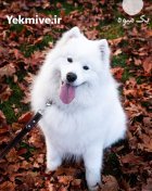 خرید و فروش سگ سامویید در کمال شهر در گروه سگ و گربه در یکمیوه