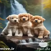 فروش سگ گلدن رتریور توله سگ در تهران در گروه سگ و گربه در یکمیوه