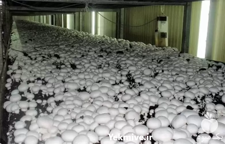 مشاوره راه اندازی سالن قارچ در گروه دوره آموزش کشاورزی در یکمیوه -عکس1