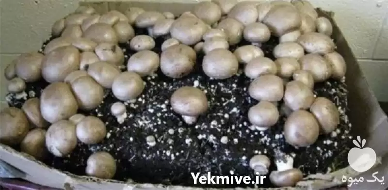 آموزش پرورش قارچ جهت ورود در اردبیل در گروه دوره آموزش کشاورزی در یکمیوه -عکس1