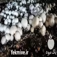  آموزش تولید و پرورش قارچ دکمه ای