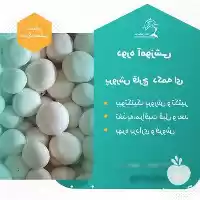  آموزش جامع پرورش قارچ دکمه‌ای: دریافت مدرک معتبر