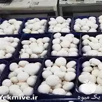 قیمت خرید کلاس قارچ خوراکی . تخصصی