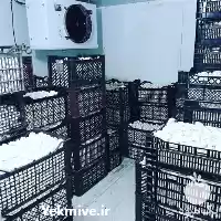  دوره آموزشی پرورش قارچ در منزل