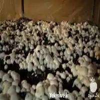 آموزش پرورش قارچ دکمه ای در تبریز در گروه دوره آموزش کشاورزی در یکمیوه