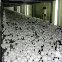 مشاوره راه اندازی سالن قارچ در گروه دوره آموزش کشاورزی در یکمیوه