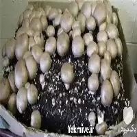 آموزش پرورش قارچ جهت ورود در اردبیل در گروه دوره آموزش کشاورزی در یکمیوه