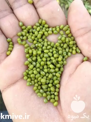 قیمت خرید انواع حبوبات عمده در گروه خرید و فروش غلات و حبوبات در یکمیوه -عکس1