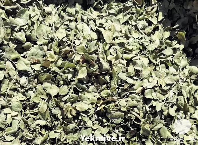 فروش آویشن برگ پهن بندری در شیراز در گروه خرید و فروش گیاهان دارویی در یکمیوه -عکس1