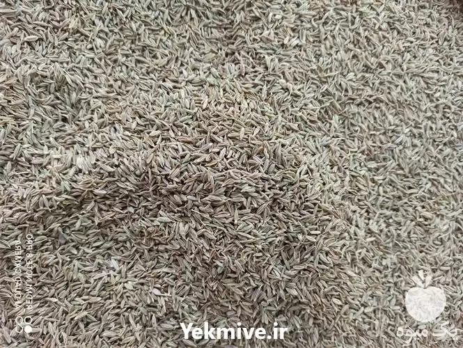 زیره سبز سورت کارخانه زیره سبز در مشهد در گروه خوراک دام و طیور در یکمیوه -عکس1