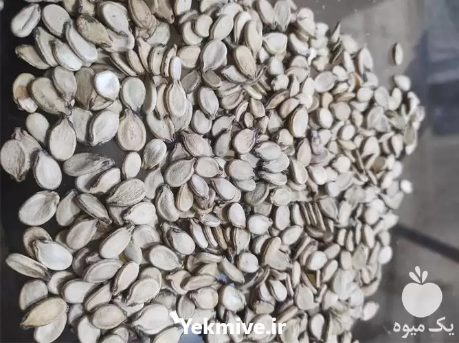 قیمت خرید تخمه هندوانه محبوبی کلاله در گروه خرید و فروش انواع تخمه در یکمیوه -عکس1