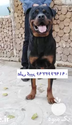 فروش سگ روتوایلر اصیل توله بالغ در کرج در گروه سگ و گربه در یکمیوه -عکس1