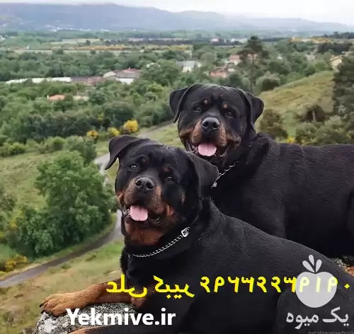 خرید فروش روتوایلر توله روتوایلر حضوری در کرج در گروه سگ و گربه در یکمیوه -عکس1
