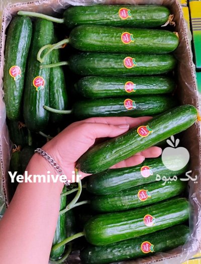 فروش خیار گلخانه در یزد در گروه خرید و فروش خیار در یکمیوه -عکس1