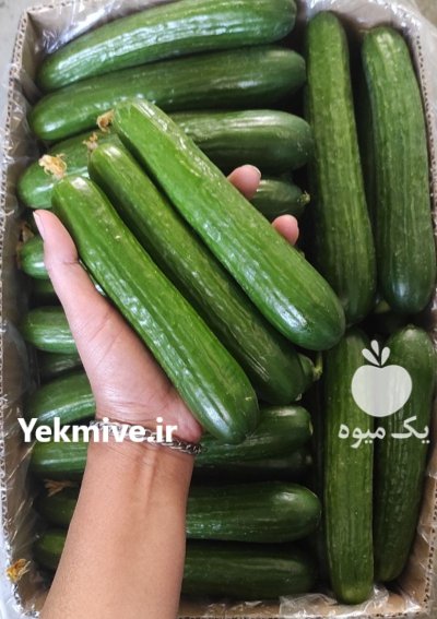 خیار خطی گلخانه ای یزد در گروه خرید و فروش خیار در یکمیوه -عکس1