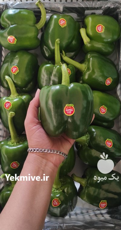 تامین صادرات فلفل دلمه سبز گلخانه در یزد در گروه خرید و فروش فلفل در یکمیوه -عکس1