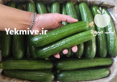 صادرات خیار گلخانه در یزد در گروه خرید و فروش خیار در یکمیوه -عکس1