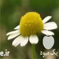 فروش بابونه کامومیل در قم در گروه خرید و فروش گیاهان دارویی در یکمیوه