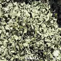 فروش آویشن برگ پهن بندری در شیراز در گروه خرید و فروش گیاهان دارویی در یکمیوه