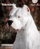 خرید و فروش سگ داگو ارژانتینو در کوهسار در گروه سگ و گربه در یکمیوه