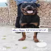 فروش سگ روتوایلر اصیل توله بالغ در کرج در گروه سگ و گربه در یکمیوه
