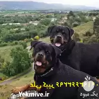 خرید فروش روتوایلر توله روتوایلر حضوری در کرج در گروه سگ و گربه در یکمیوه