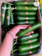 فروش خیار گلخانه در یزد در گروه خرید و فروش خیار در یکمیوه