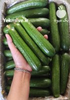 خیار خطی گلخانه ای یزد در گروه خرید و فروش خیار در یکمیوه